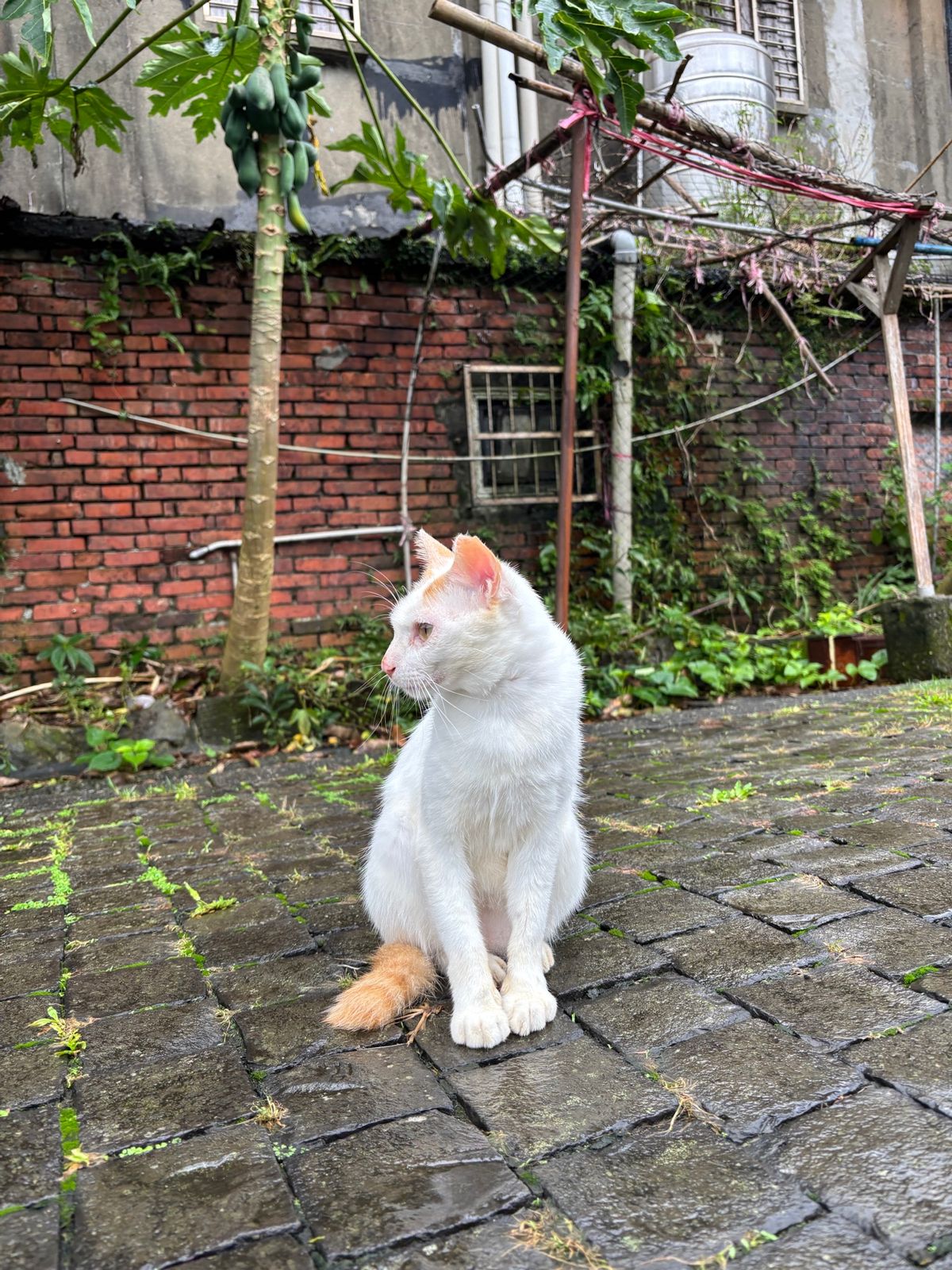 楽しみにしていた猴硐へ。十分から平渓線で猴硐へ向かうつもりでしたが数ヶ月運...