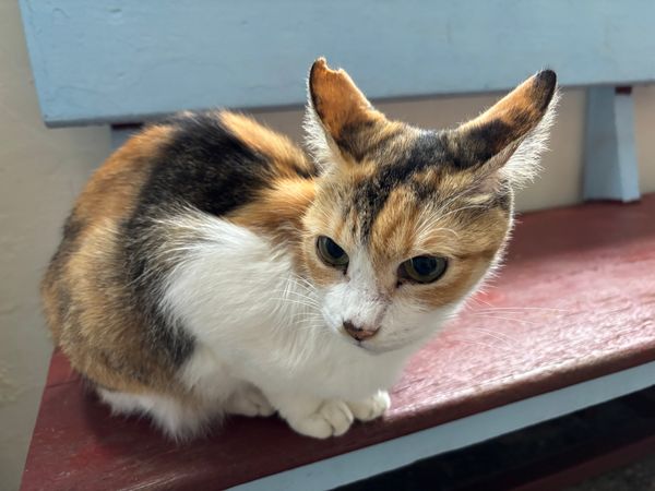 台湾・台北「台湾縦断旅」の写真：楽しみにしていた猴硐へ。十分から平渓線で...