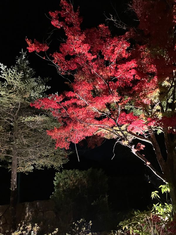 日本・栃木県日光市鬼怒川「家族旅行🚗」の写真：ホテルハーヴェスト鬼怒川温泉宿泊