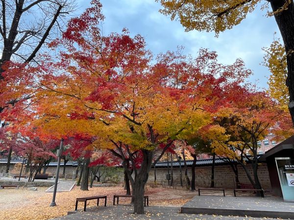大韓民国 (韓国)「韓国旅行」の写真：徳寿宮の紅葉と市庁のクリスマスツリー