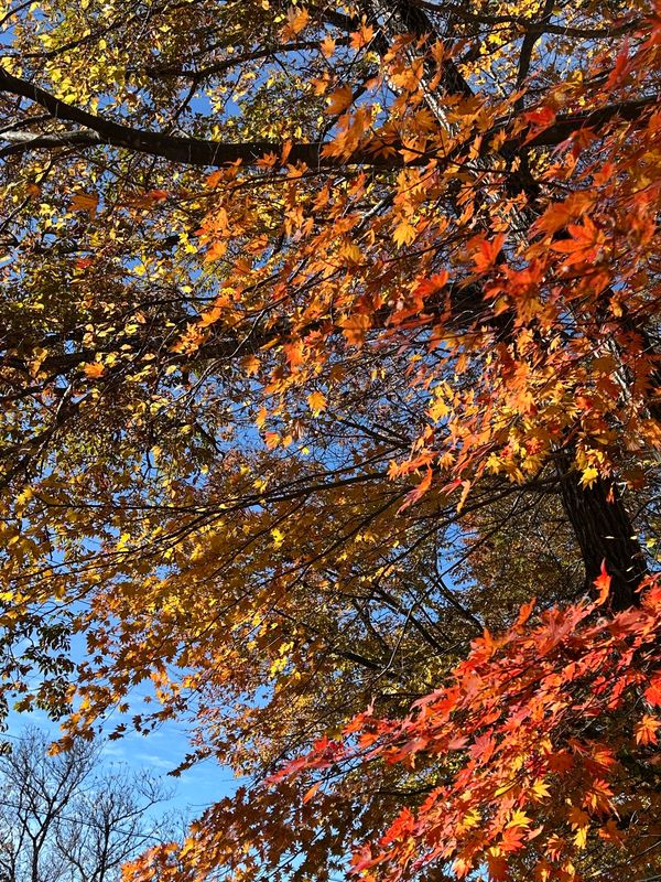 日本・兵庫県「紅葉、そして」の写真：下山