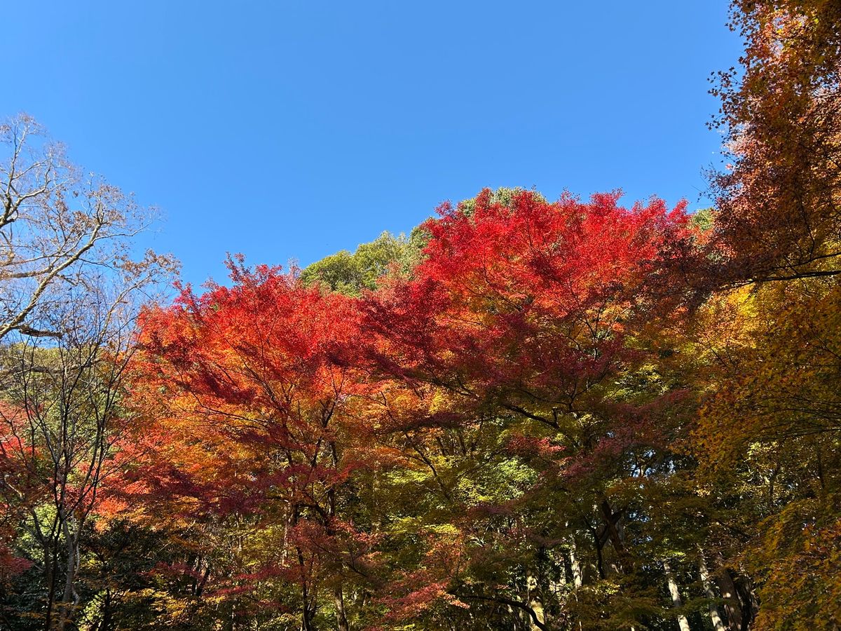 諏訪神社、智頭