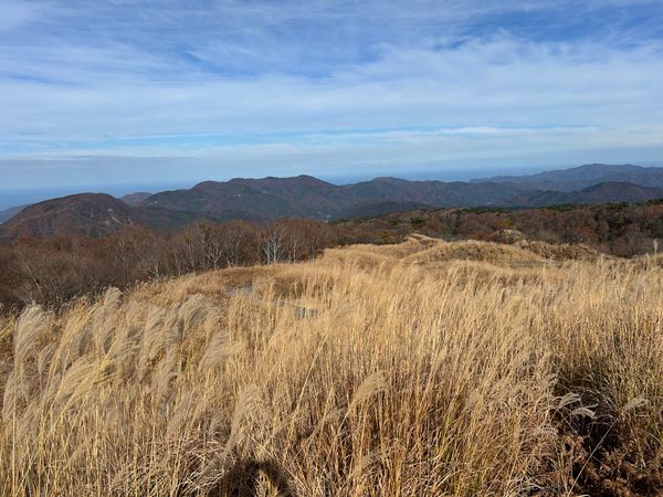 日本・兵庫県「紅葉、そして」の写真：ススキ