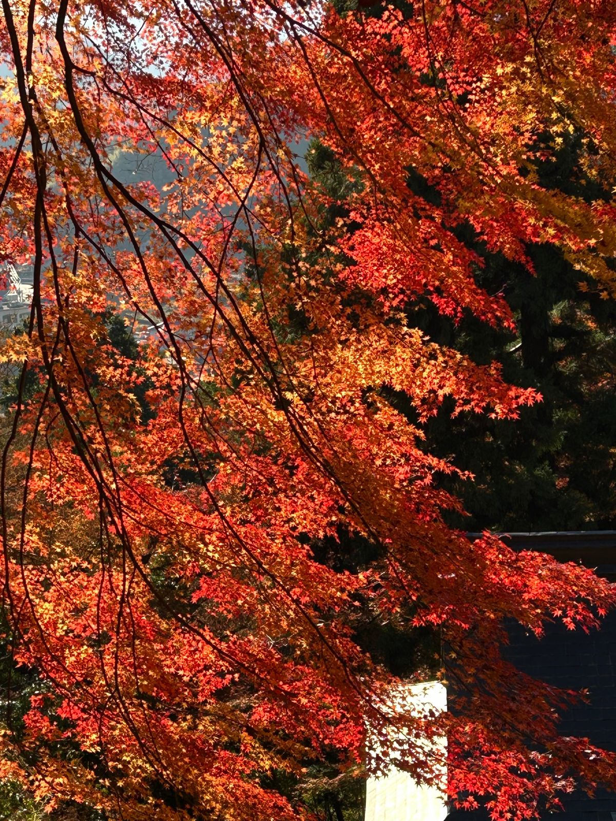諏訪神社、智頭
