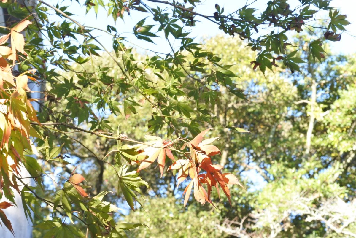 〈day1〉四日市/伊勢
伊勢神宮は少し紅葉も始まっていた