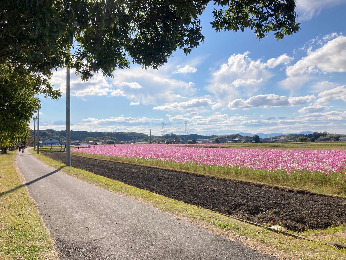ブルーメの丘　コスモスが満開でとっても綺麗だった