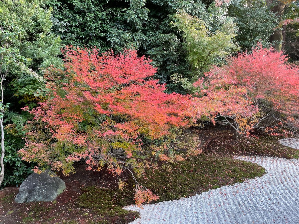 枯山水の庭園の紅葉が素晴らしい。