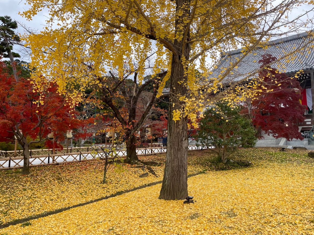 智積院は庭園も見事でした。