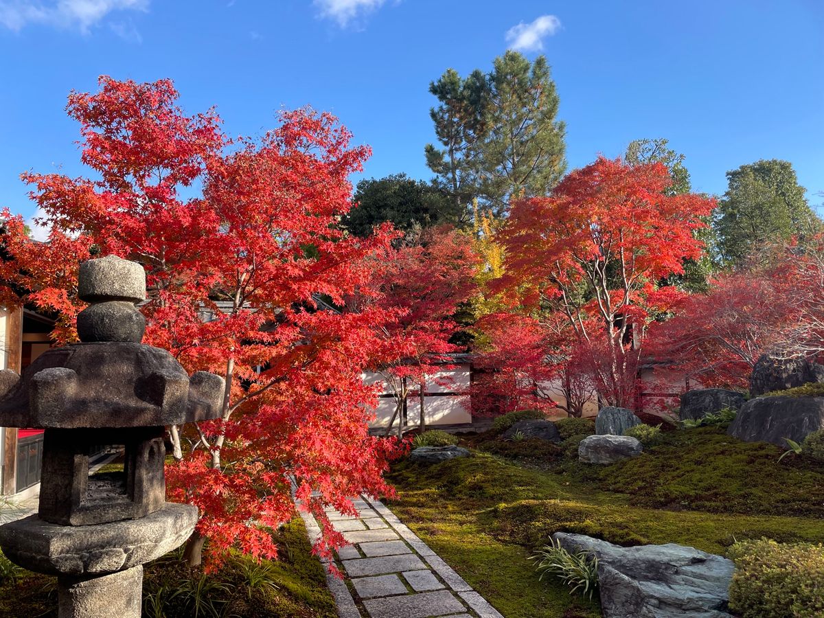 枯山水の庭園の紅葉が素晴らしい。