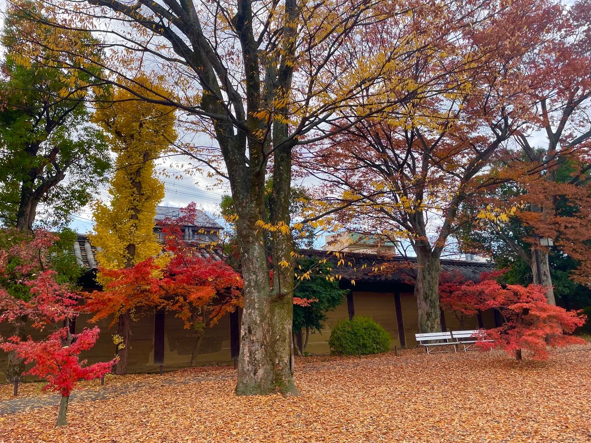 三十三間堂です。ここはたくさんの仏像が並んでいます。一つ一つ皆顔が違う。紅...