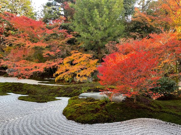日本・京都府「2025年・京都紅葉」の写真：枯山水の庭園の紅葉が素晴らしい。