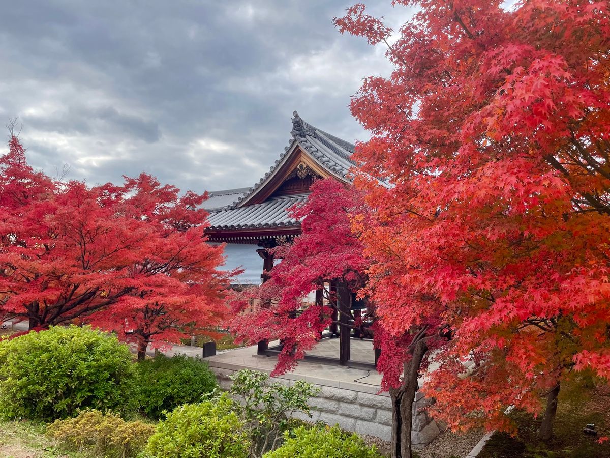 智積院は庭園も見事でした。