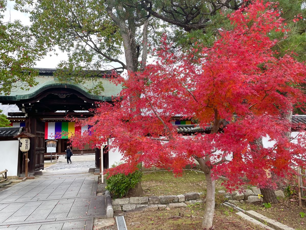 午後からは総本山智積院。こちらの紅葉も美しい。