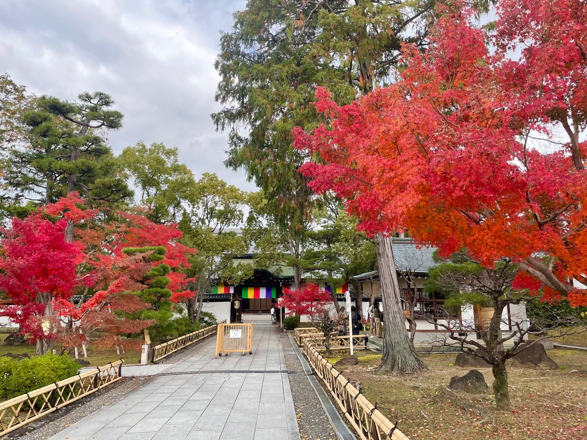 午後からは総本山智積院。こちらの紅葉も美しい。