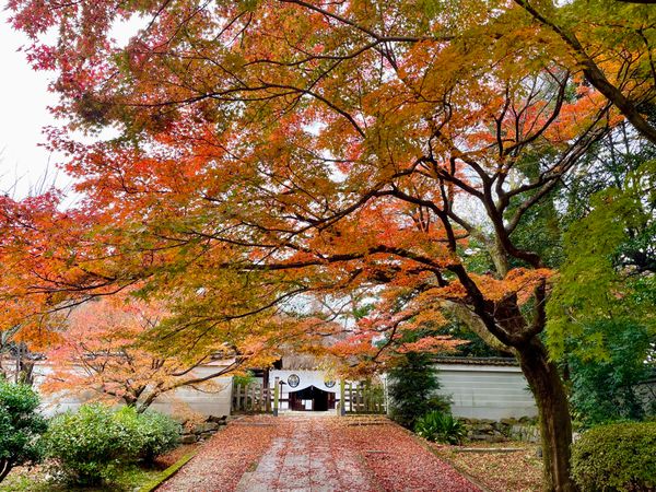 日本・京都府「2025年・京都紅葉」の写真：三十三間堂の隣にある養源院へ。ここは豊臣...