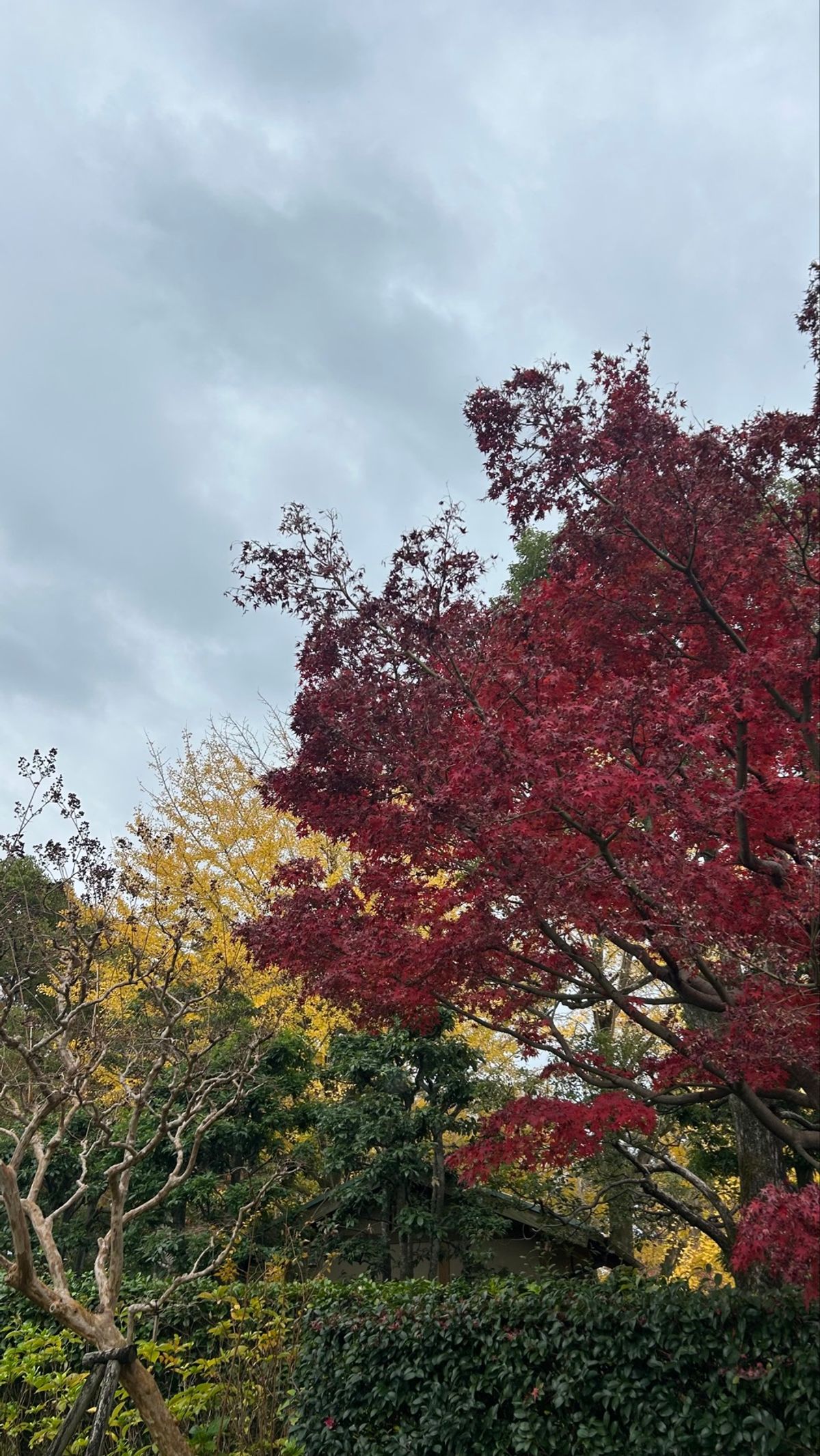 駿府城公園🍁🍂
あいにくのお天気でしたけど、紅葉もイチョウももう少しで見頃...