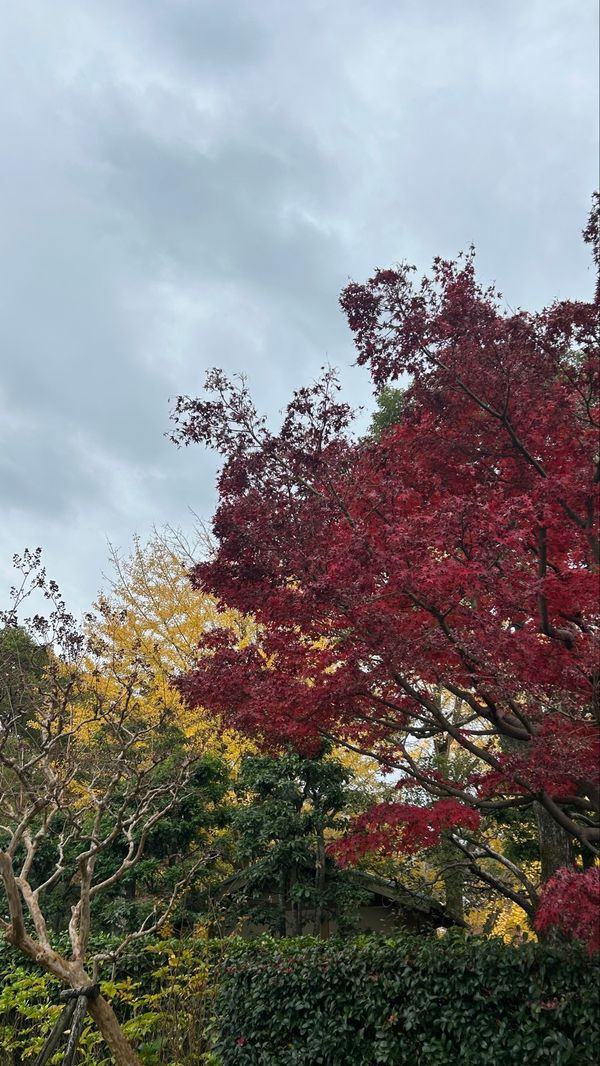日本・静岡県「綺麗に心まで浄化された旅」の写真：駿府城公園🍁🍂
あいにくのお天気でしたけ...