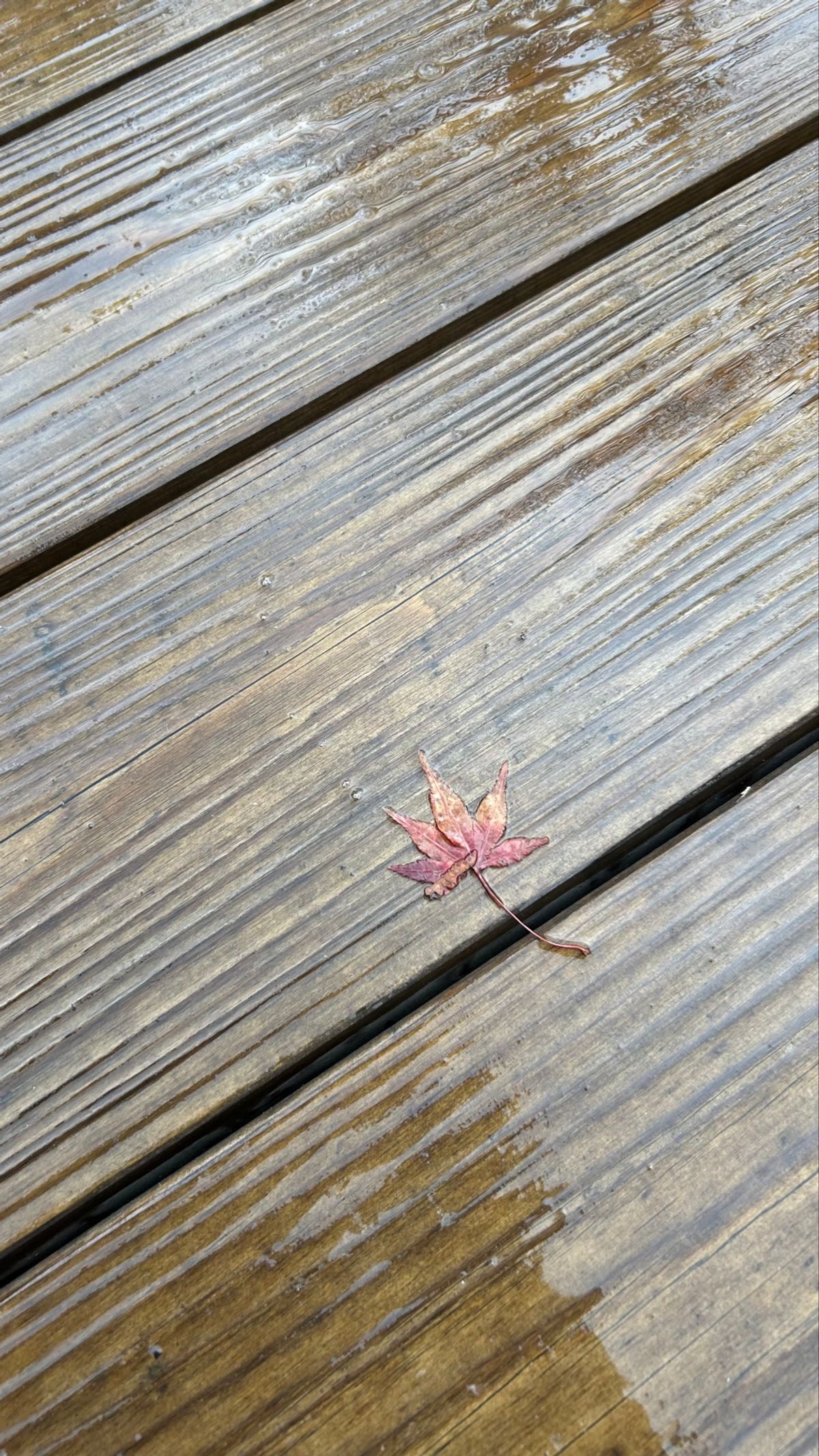 駿府城公園🍁🍂
あいにくのお天気でしたけど、紅葉もイチョウももう少しで見頃...