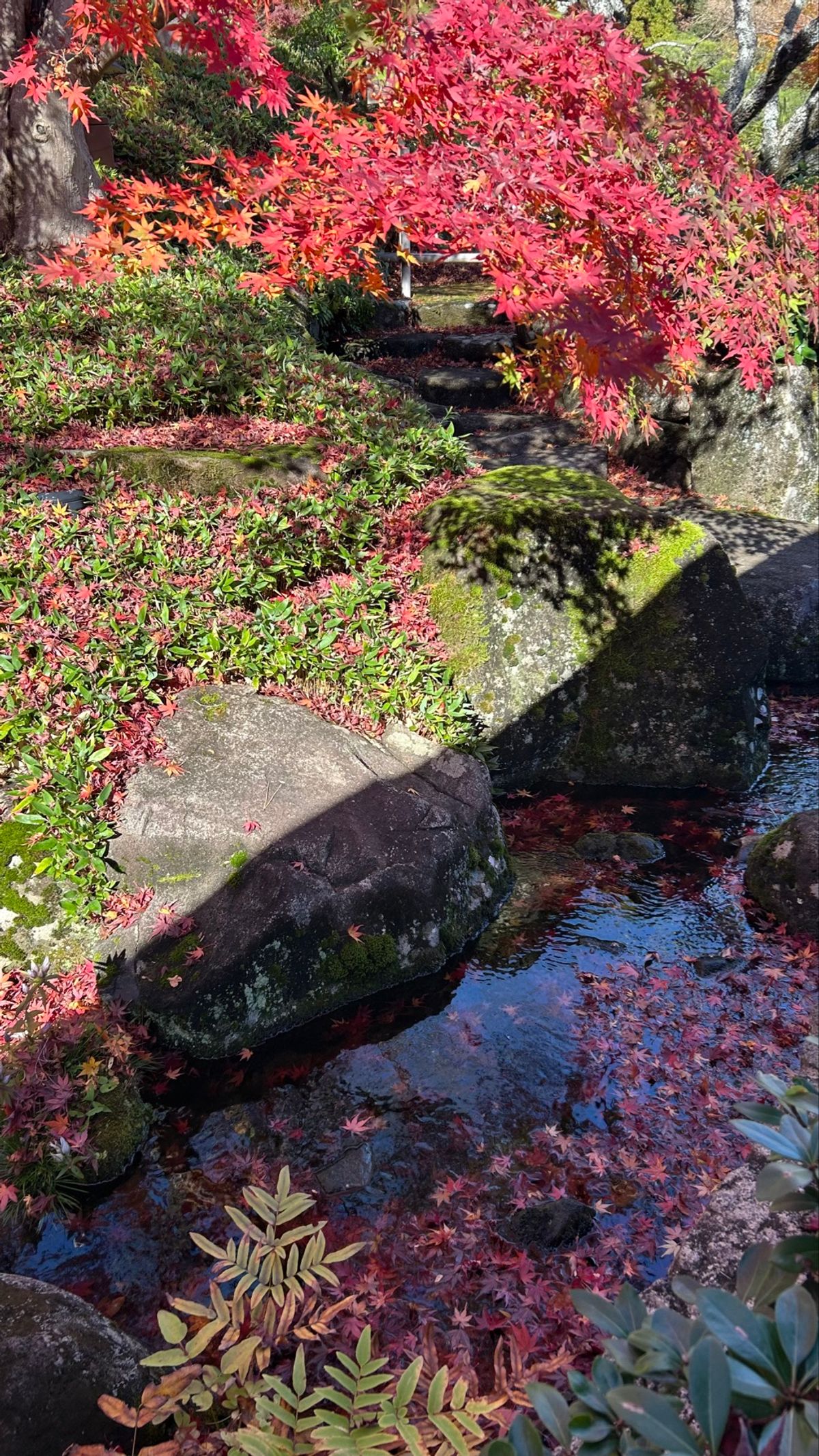 そしてまた秋を🍁