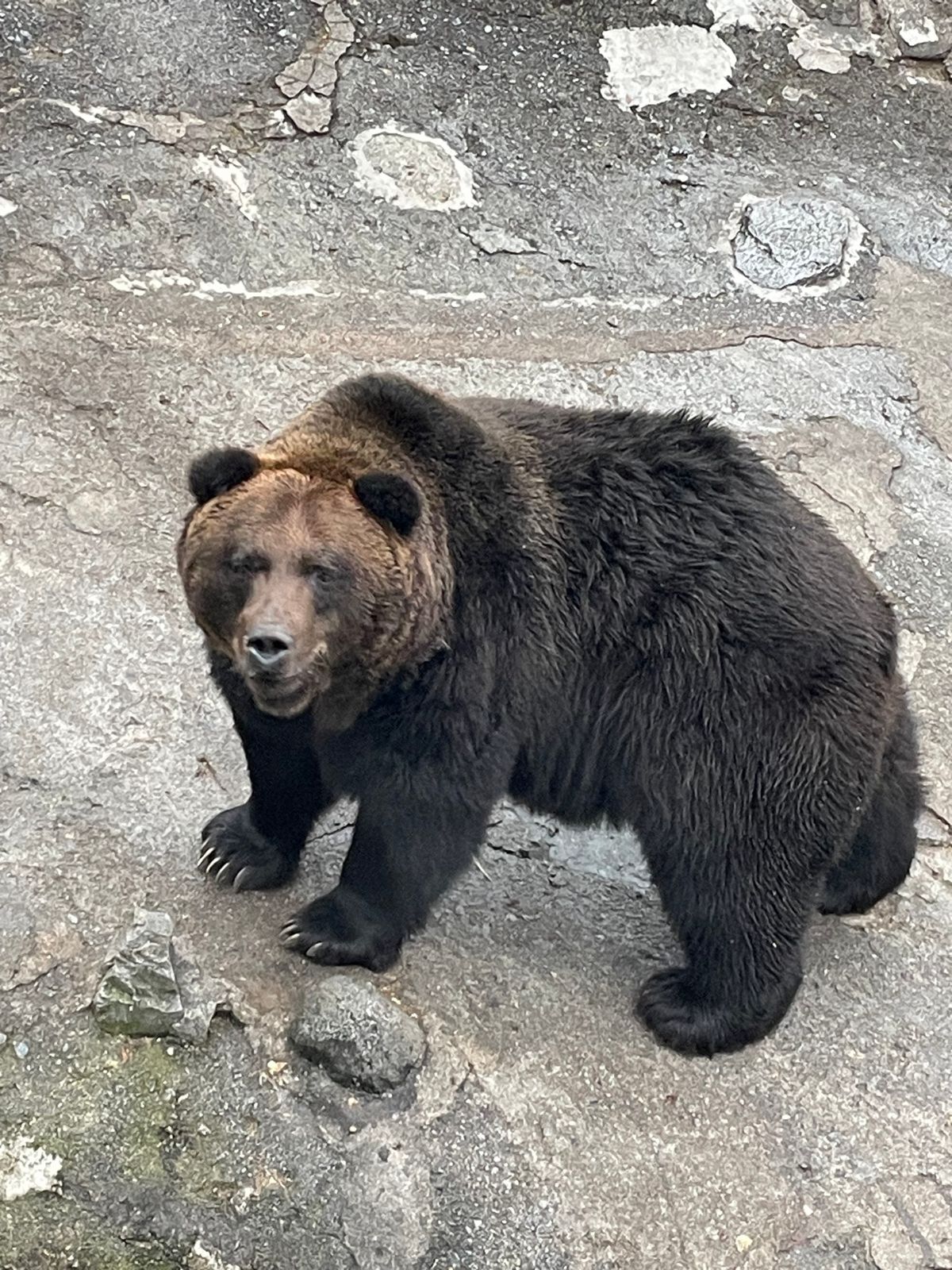 ヒグマはデカい！
すみれは美味い！
イルミネーション綺麗！