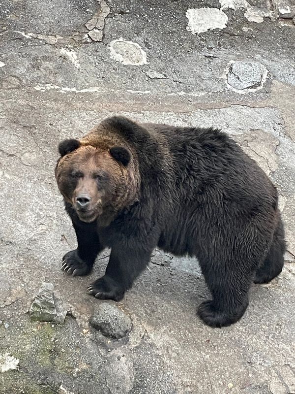 日本・北海道「北海道」の写真：ヒグマはデカい！
すみれは美味い！
イル...