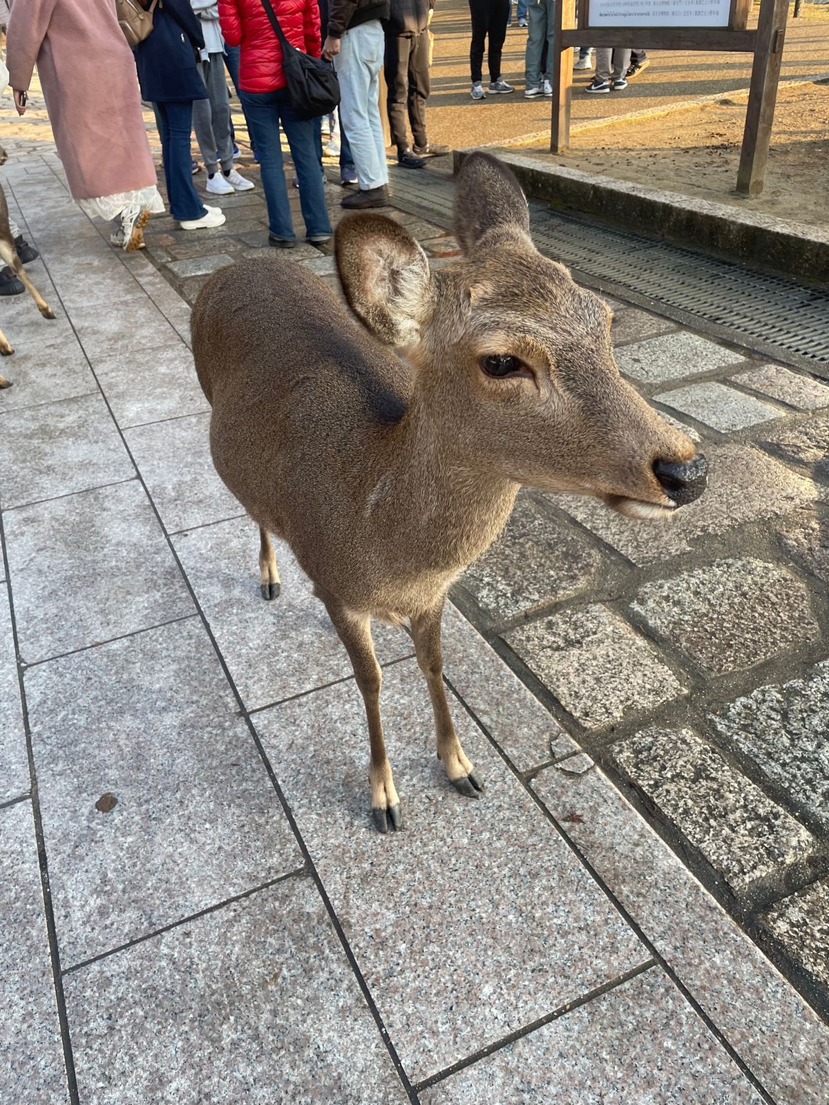 美しい、可愛い、楽しい😀
