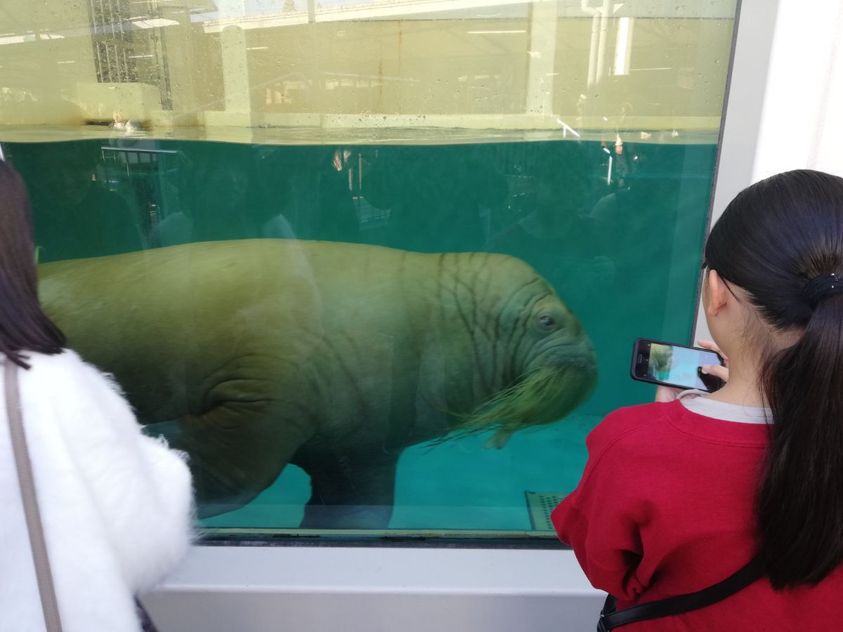 ラッコは人が多すぎて断念したけど、他の海獣たちはしっかり見てきました。ジュ...
