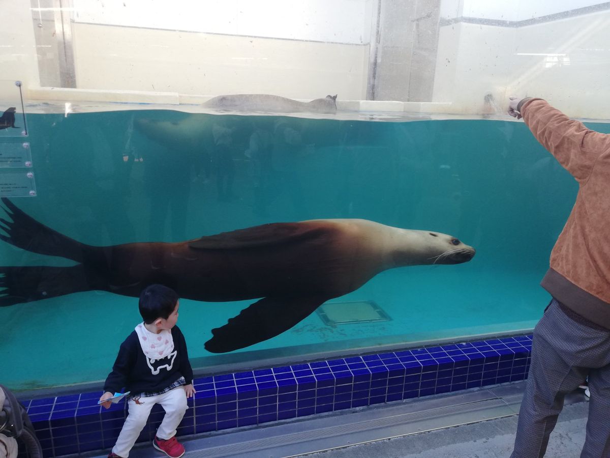 ラッコは人が多すぎて断念したけど、他の海獣たちはしっかり見てきました。ジュ...