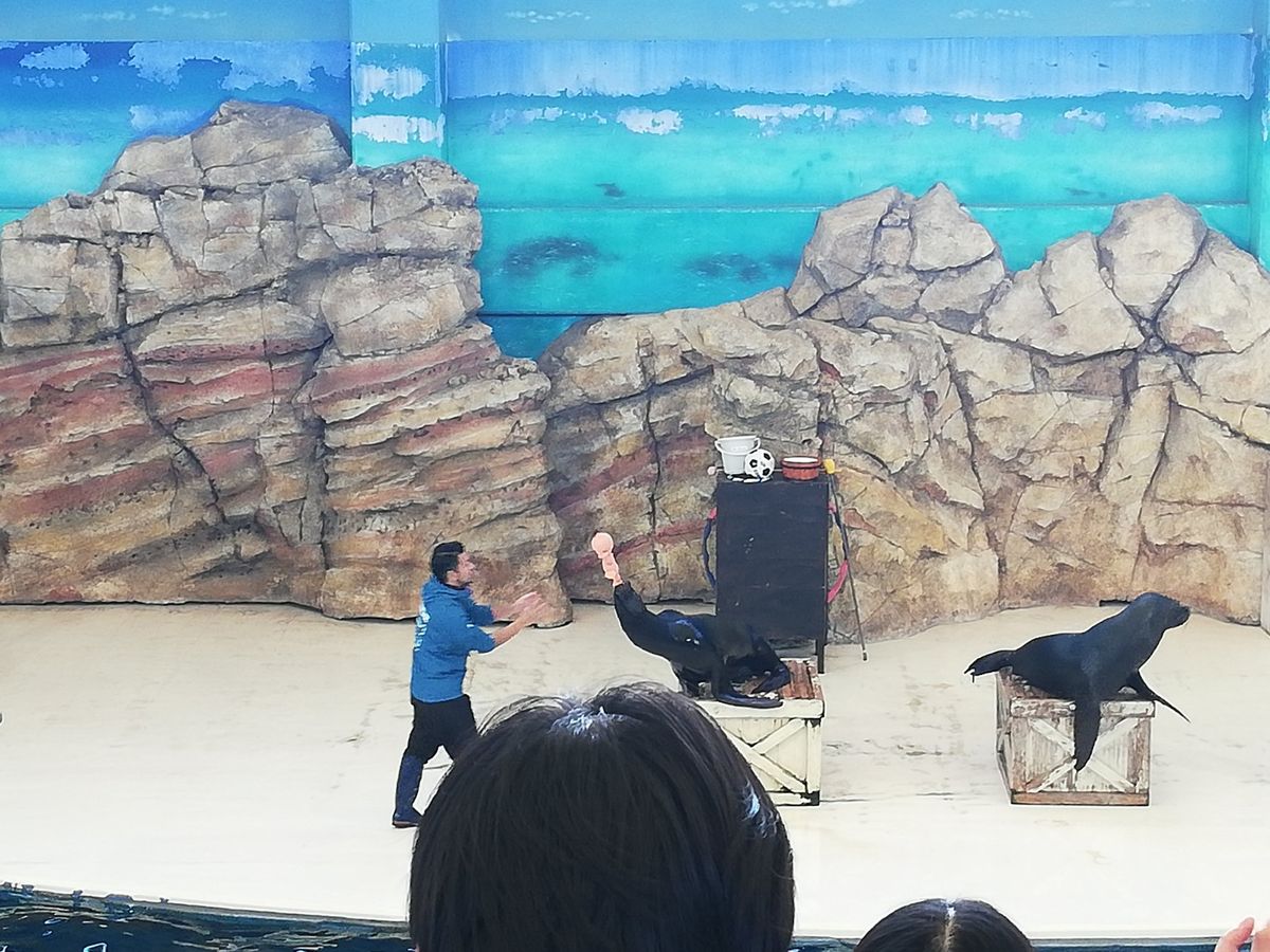 アシカショーもやってます。大人気で満員御礼でした。実際楽しく見れたし大満足...