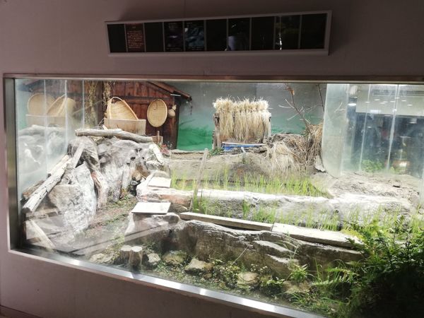 日本・三重県「20251128伊勢志摩満喫旅行(まわりゃんせ利用)」の写真：なんというか本当にスケールが大きいのです...