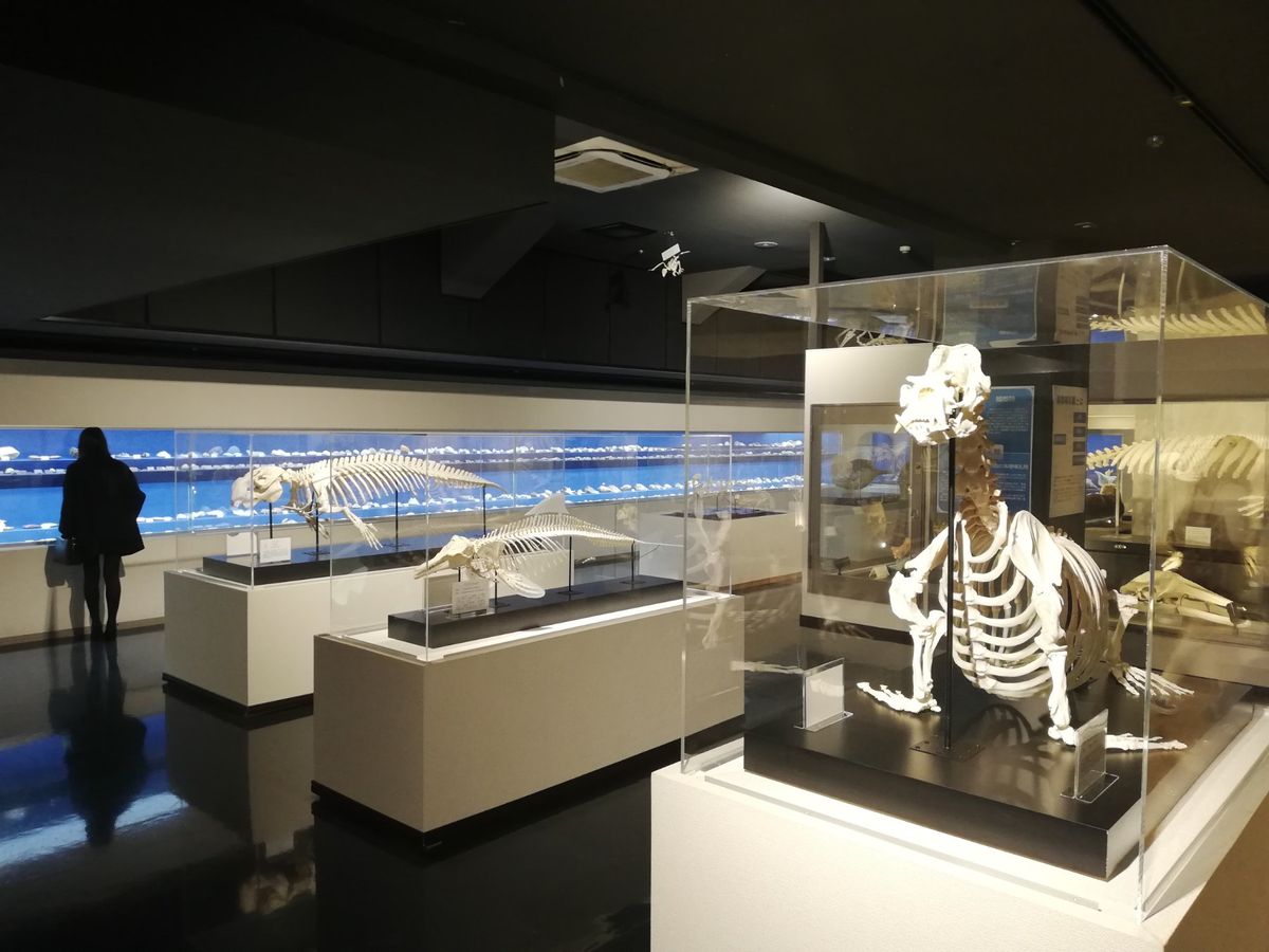 アシカショーもやってます。大人気で満員御礼でした。実際楽しく見れたし大満足...