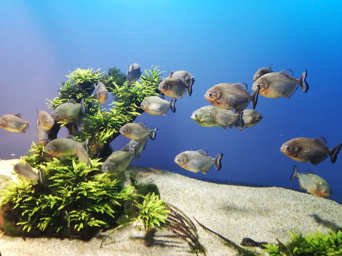 鳥羽に来たらここを見ないで帰れませんよ！
日本の水族館の中で間違いなく3本...