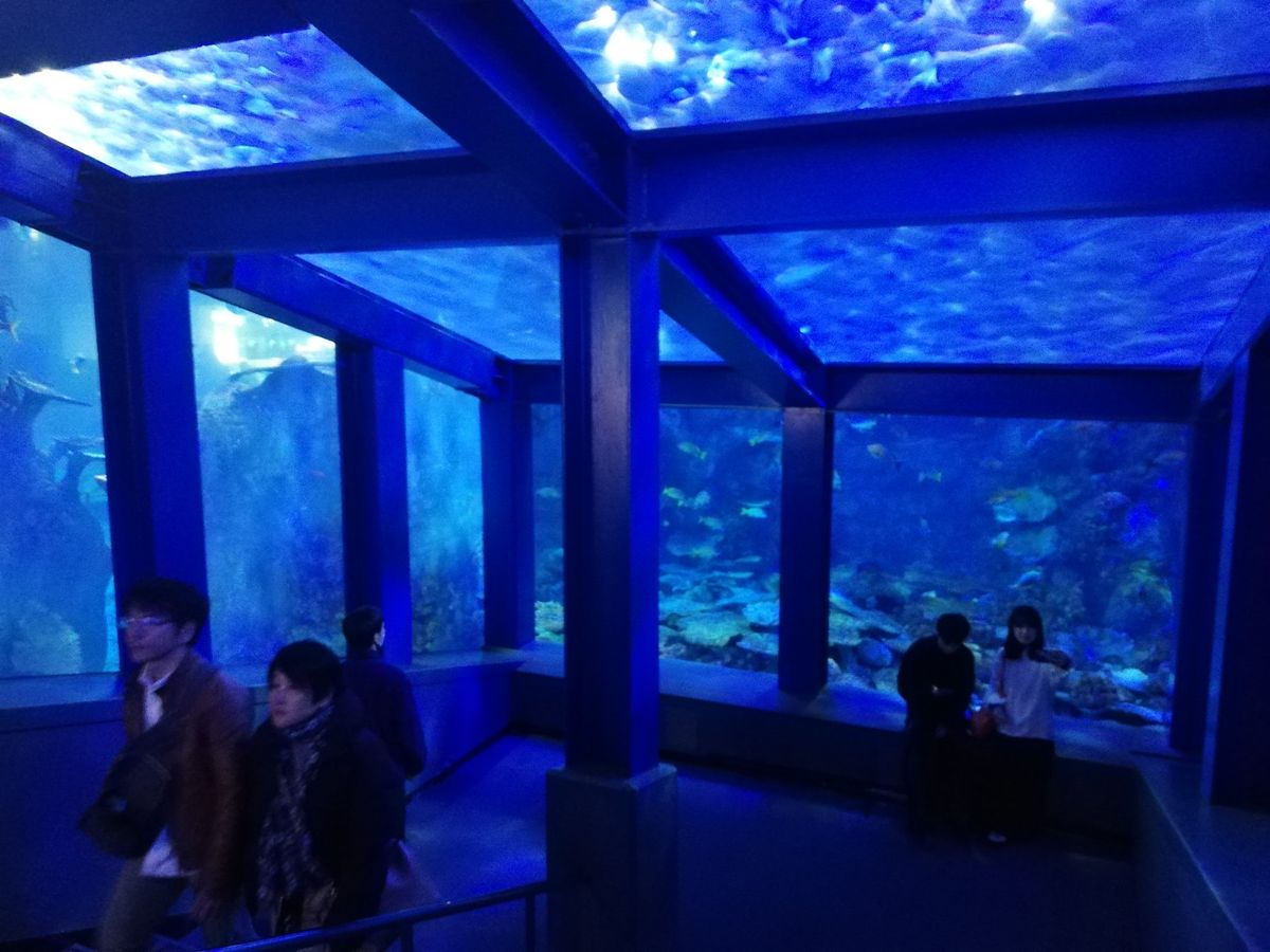 なんというか本当にスケールが大きいのです。
水槽も一個一個がアホみたいに大...