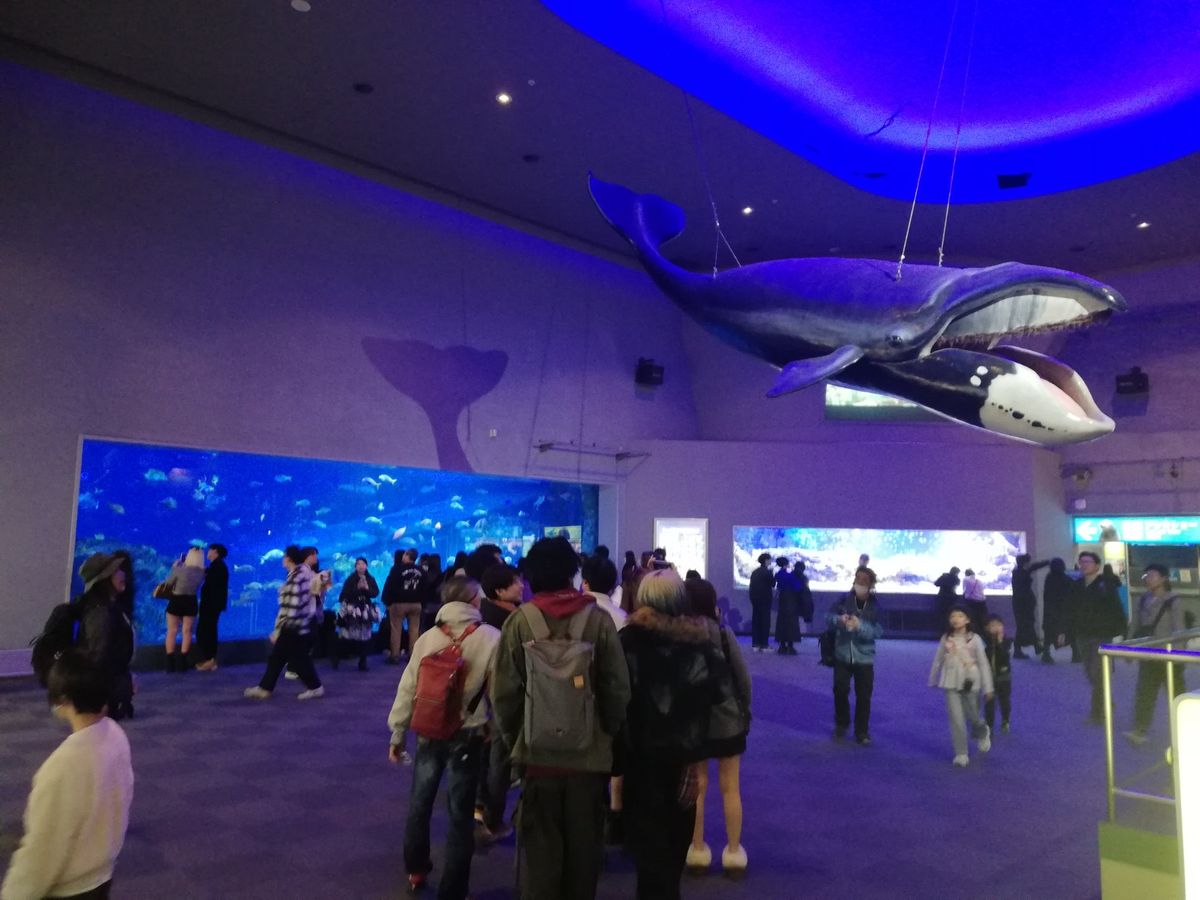 鳥羽に来たらここを見ないで帰れませんよ！
日本の水族館の中で間違いなく3本...