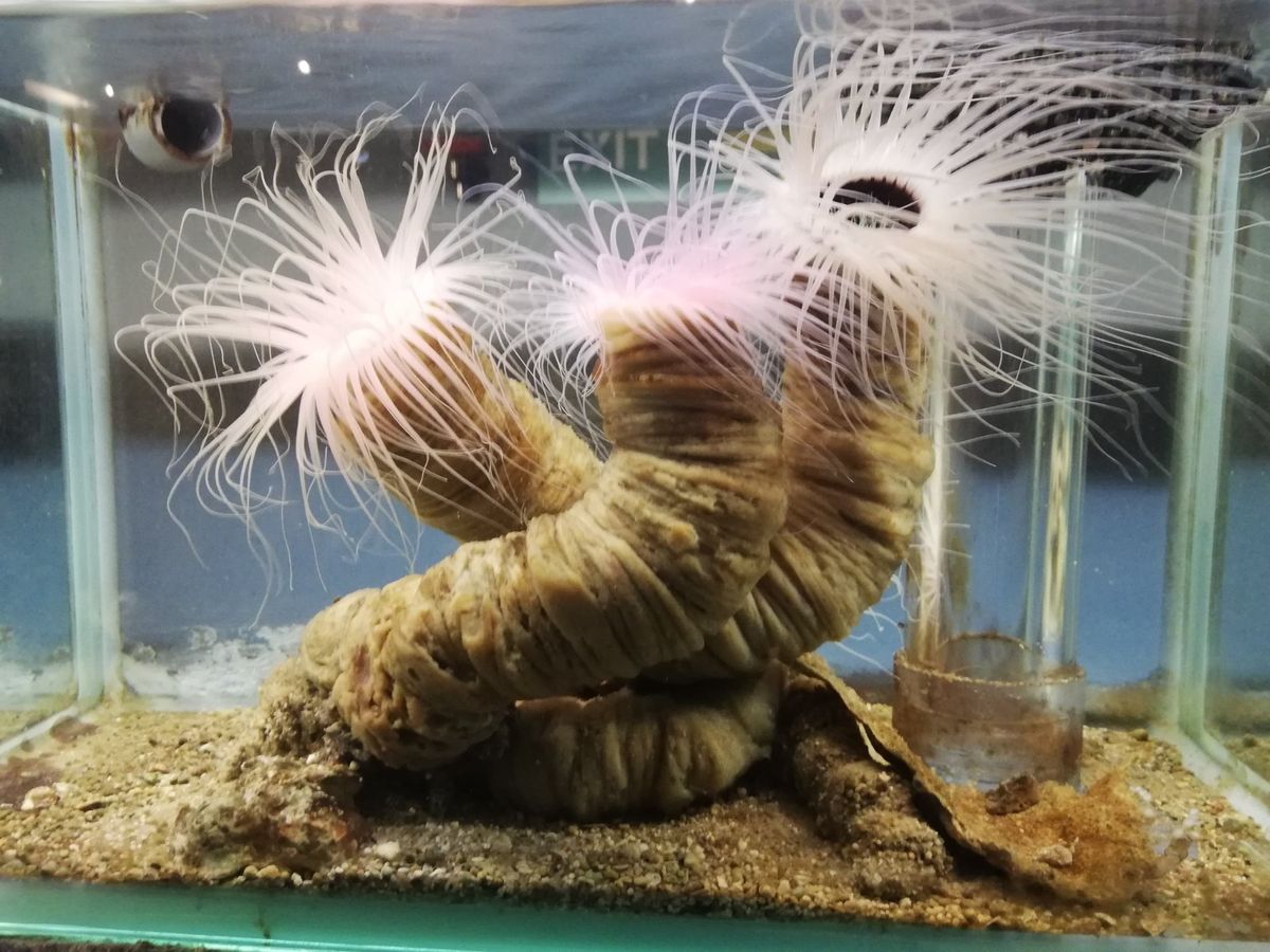 アシカショーもやってます。大人気で満員御礼でした。実際楽しく見れたし大満足...