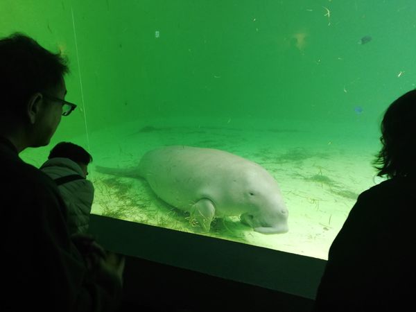 日本・三重県「20251128伊勢志摩満喫旅行(まわりゃんせ利用)」の写真：ラッコは人が多すぎて断念したけど、他の海...