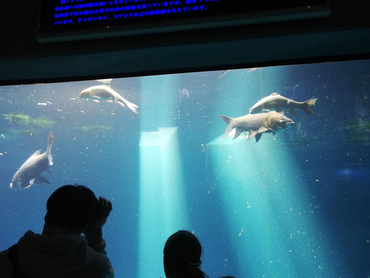 鳥羽に来たらここを見ないで帰れませんよ！
日本の水族館の中で間違いなく3本...