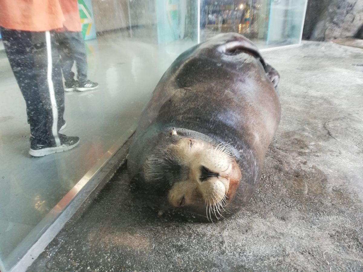 アシカショーもやってます。大人気で満員御礼でした。実際楽しく見れたし大満足...