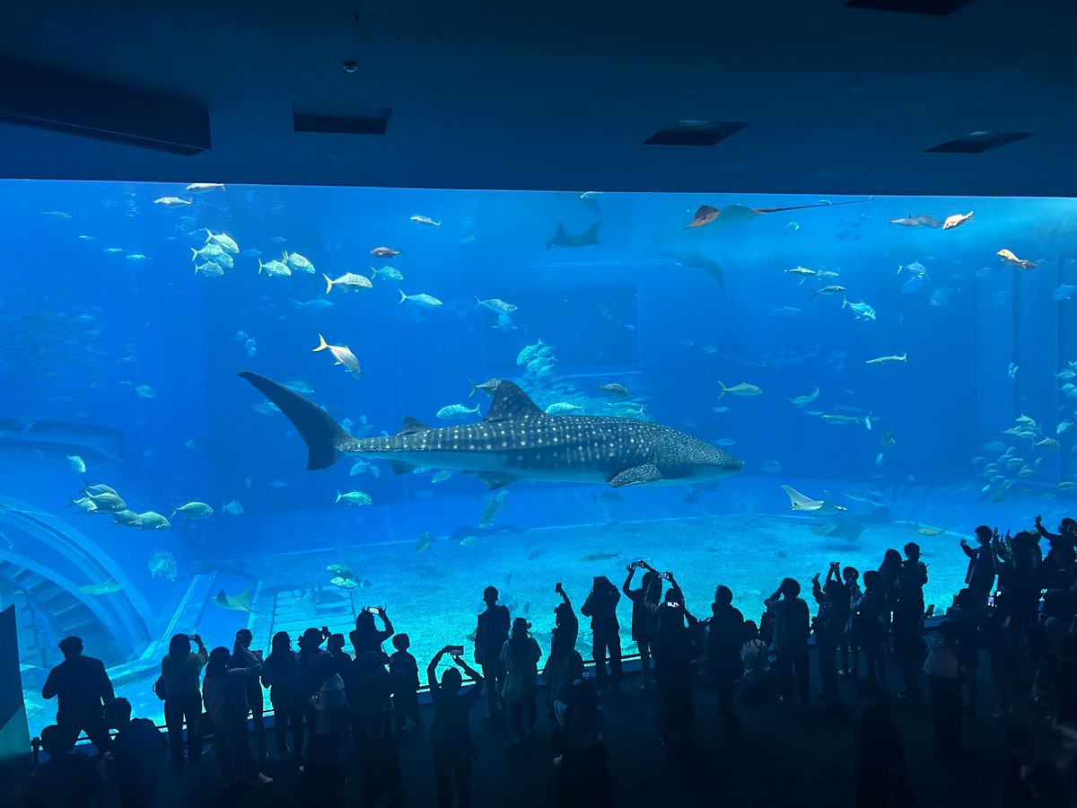 屋台村、美ら海水族館、北谷....