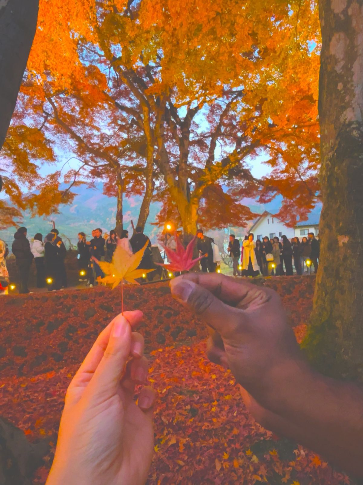 富士見大橋 と 河口湖での紅葉

