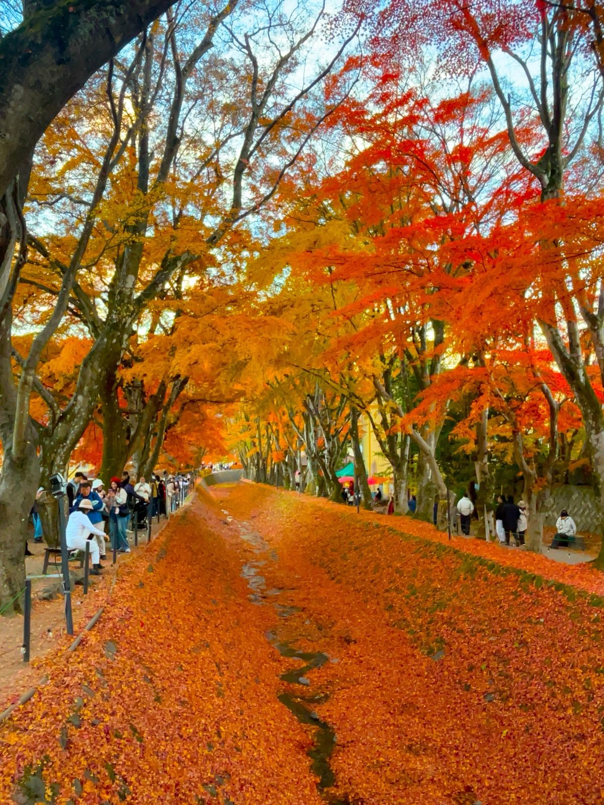 富士見大橋 と 河口湖での紅葉
