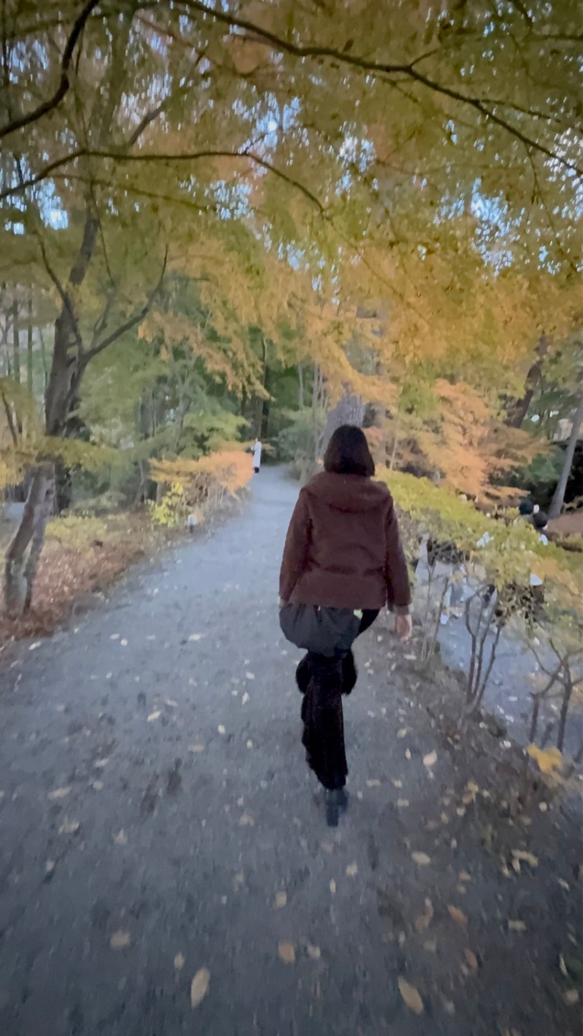 富士見大橋 と 河口湖での紅葉
