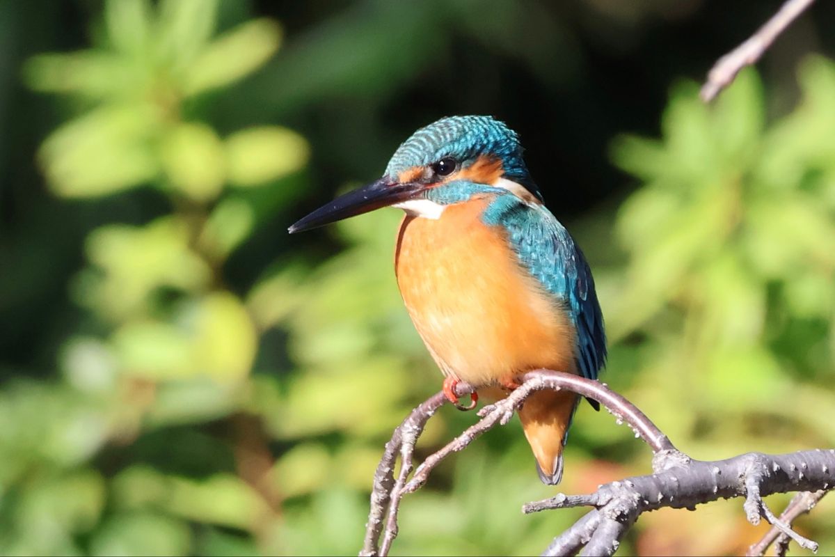 三溪園の池にはカワセミやカモがいました。