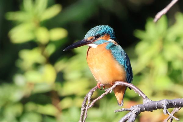 日本・神奈川県「横浜紅葉・中華街」の写真：三溪園の池にはカワセミやカモがいました。