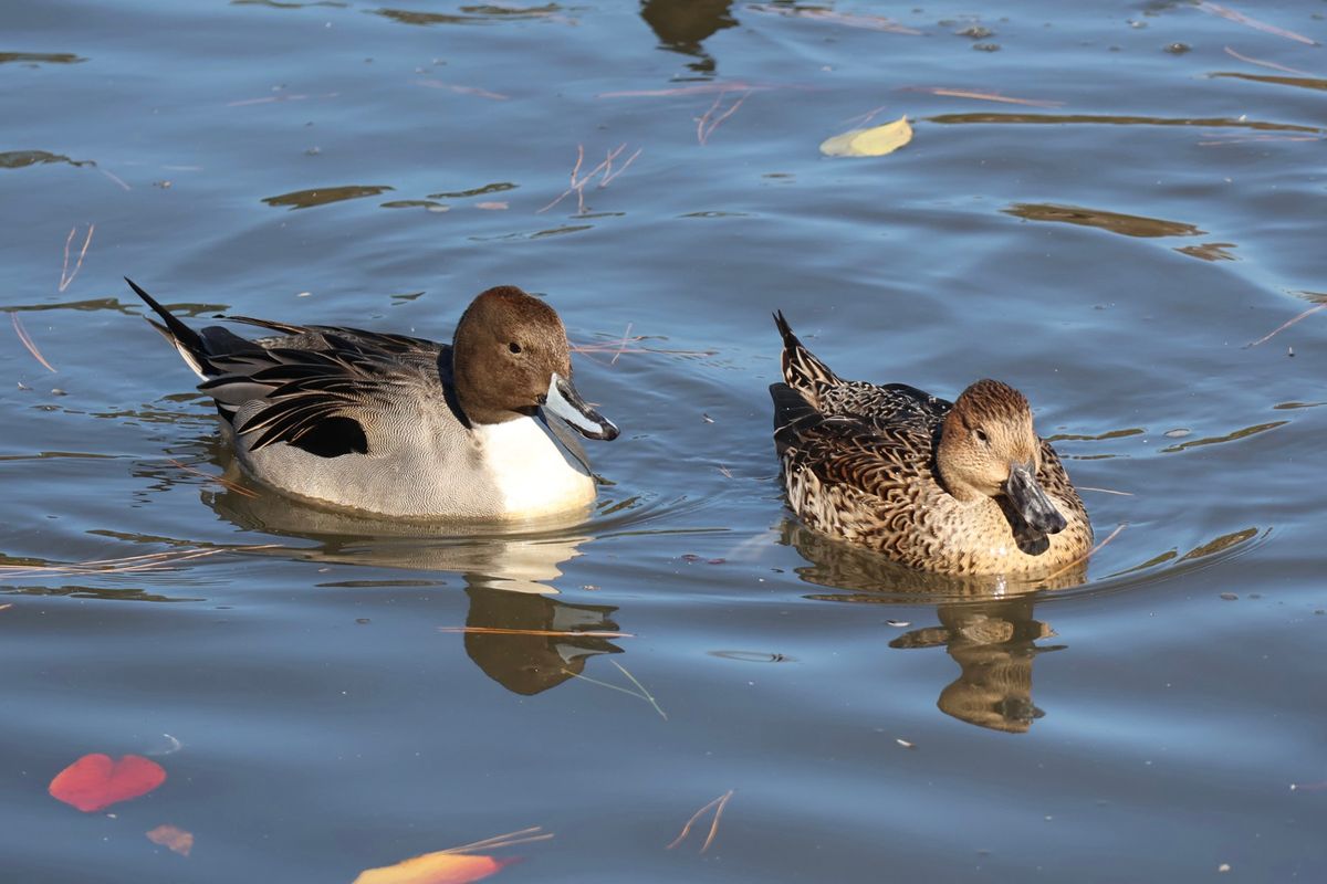 三溪園の池にはカワセミやカモがいました。