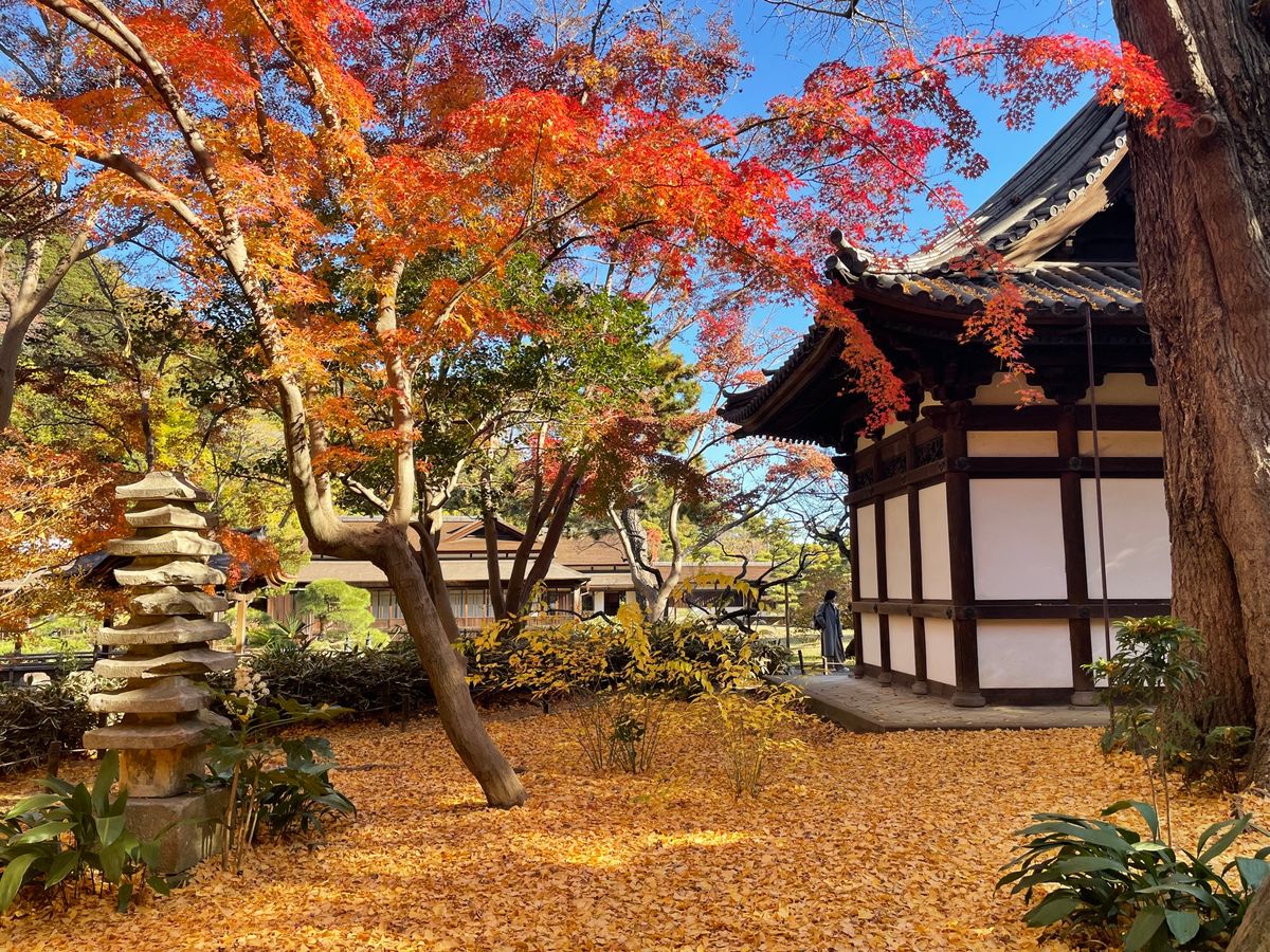 こちらも三溪園の紅葉