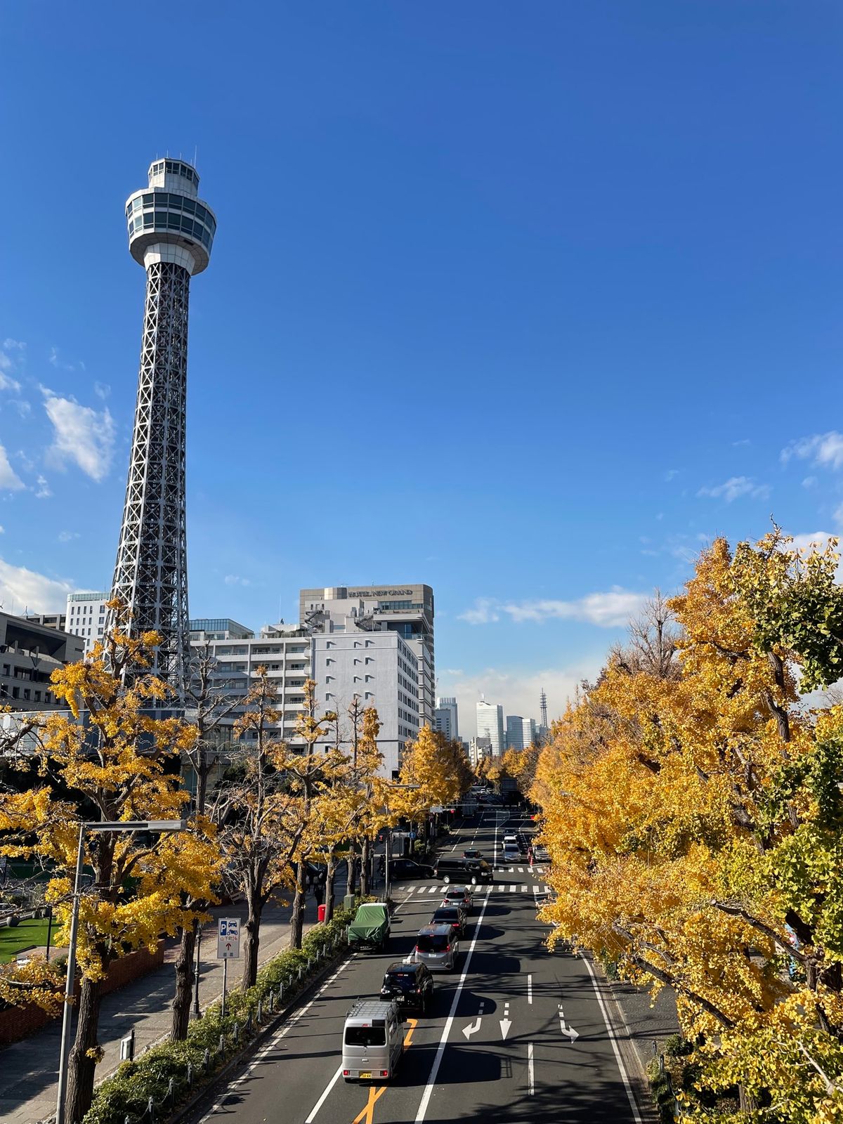 山下公園通りの銀杏並木は散り始めてました。