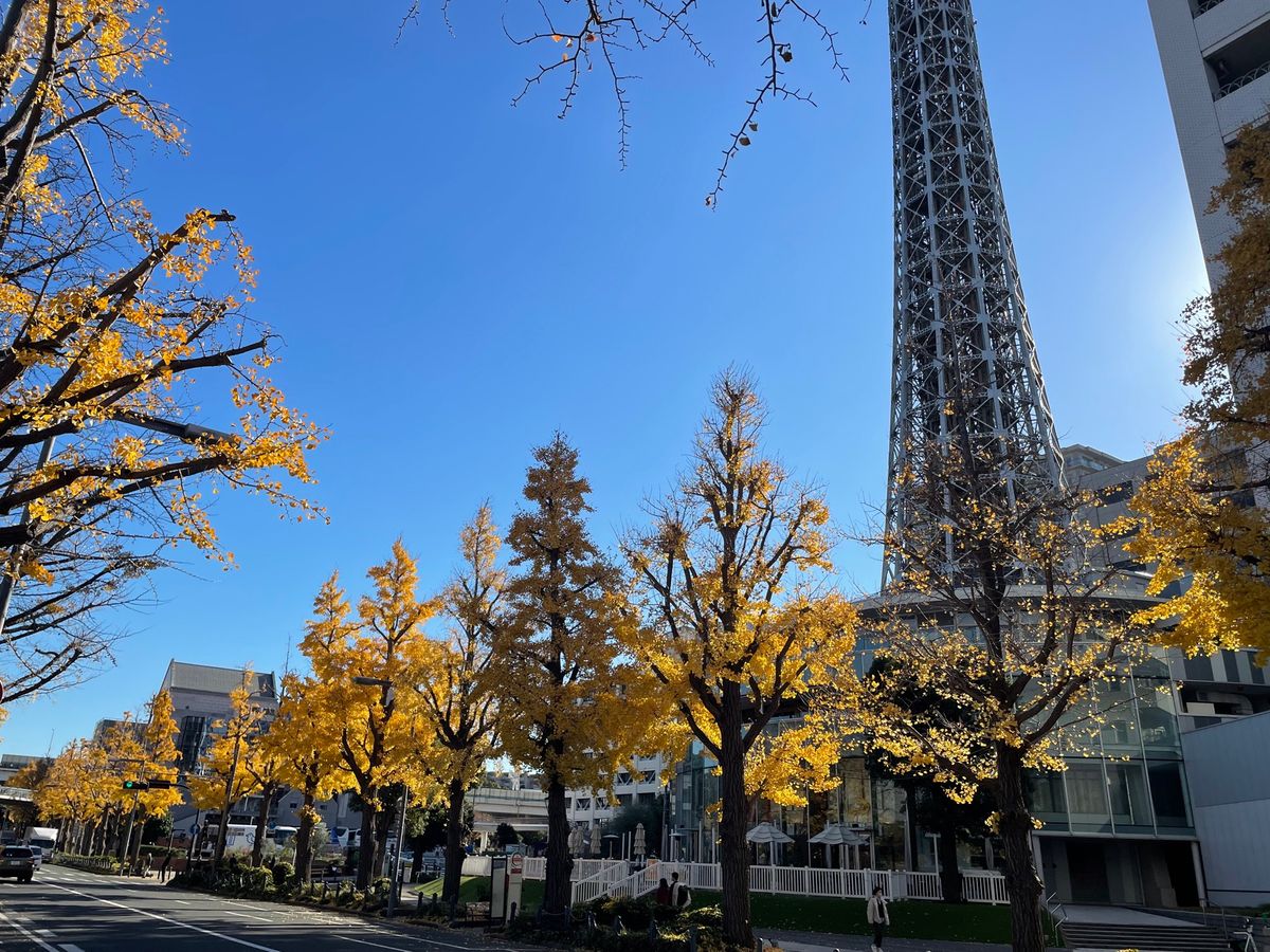 山下公園通りの銀杏並木は散り始めてました。