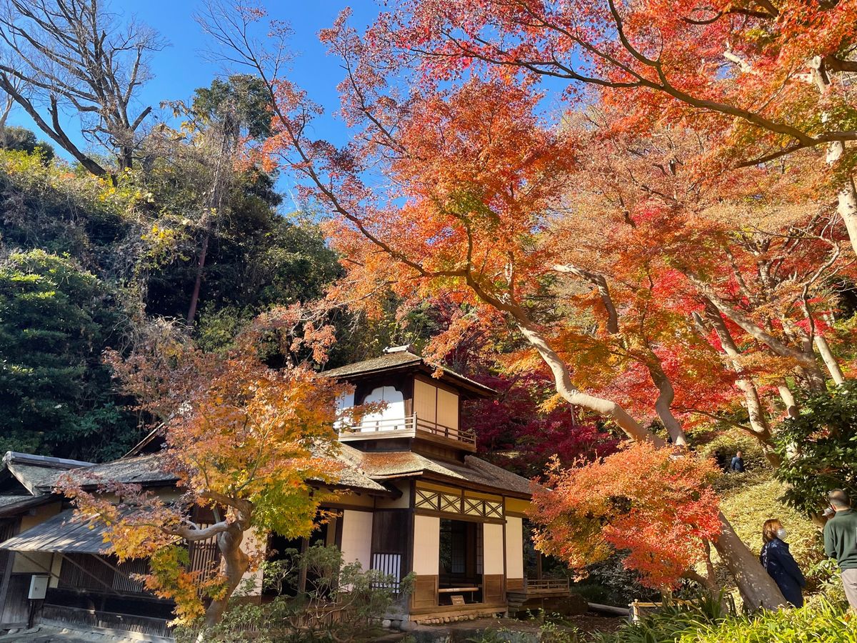 紅葉はピークを過ぎた感じでしたけど、まだまだ綺麗でした。