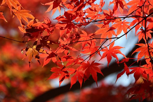 日本・神奈川県「横浜紅葉・中華街」の写真